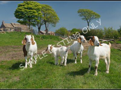 Egyptian Live Boer Goats