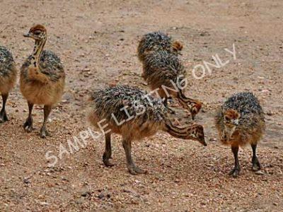 Egypt Ostrich Chicks