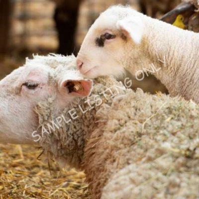 Healthy Egypt Sheep