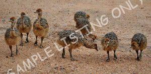 Egypt Guinea Fowls
